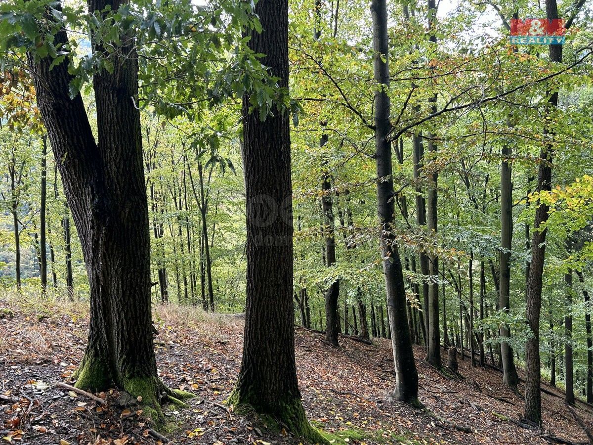 Lesy, Moravská Třebová, 571 01, 5 798 m²