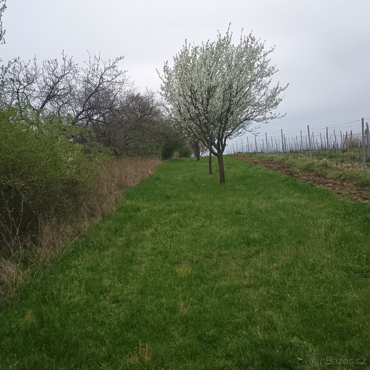 Prodej pozemek pro bydlení - Bzenec, 696 81