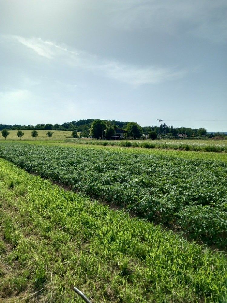 Pronájem pozemek pro bydlení - Loštice, 789 83